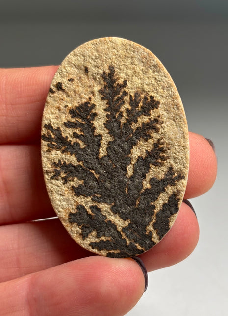 Dendritic Flower on Limestone from Germany