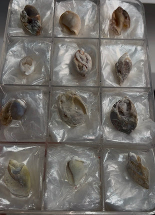 12 Pieces ! Fossilized Spiralite Quartz Shells