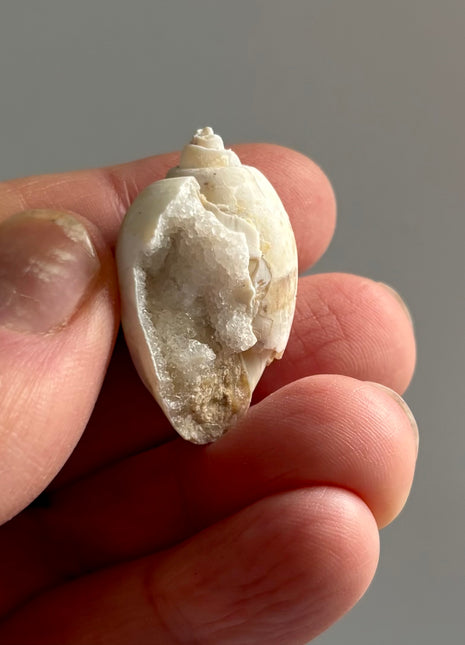 12 Pieces ! Fossilized Spiralite Quartz Shells