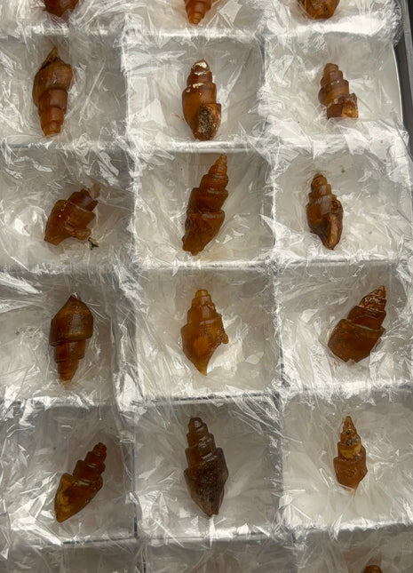 Rare Carnelian Replaced Fossil Gastropods Lot - 18 Pieces