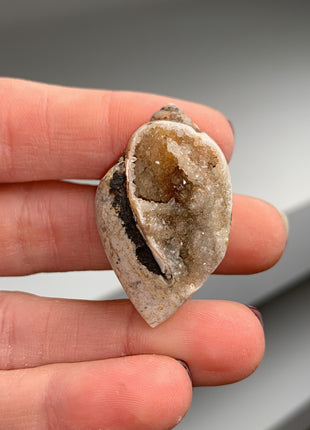 New ! 18 Pieces Fossilized Spiralite Quartz Shells - Lot # 9