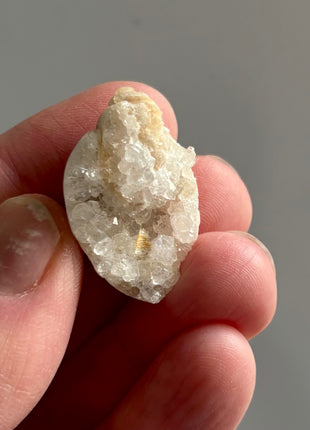 12 Pieces ! Fossilized Spiralite Quartz Shells