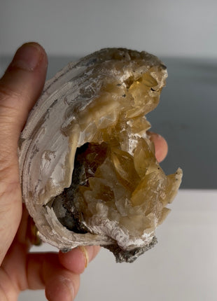 Clam Fossil with Gemmy Golden Calcite - Ruck’s Pit, Florida PM302