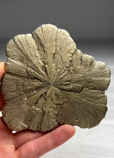 New ! Pyrite Sun - From Sparta, Illinois