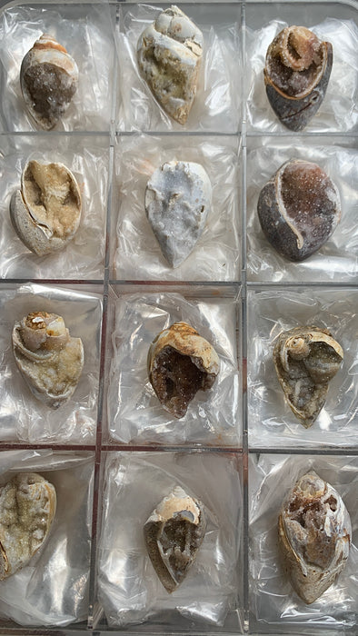 New Arrival ! 12 Pieces Fossilized Spiralite Quartz Shells - Lot # 7