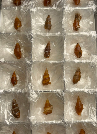 Rare Carnelian Replaced Fossil Gastropods Lot - 18 Pieces