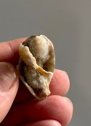 12 Pieces ! Fossilized Spiralite Quartz Shells