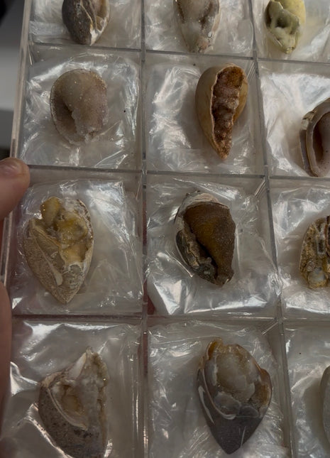 12 Pieces ! Fossilized Spiralite Quartz Shells