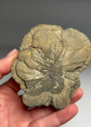 New ! Pyrite Sun - From Sparta, Illinois