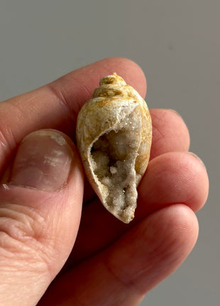 12 Pieces ! Fossilized Spiralite Quartz Shells