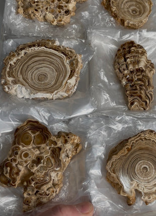 6 Pieces ! Caramel Brown Aragonite Stalactite Lot