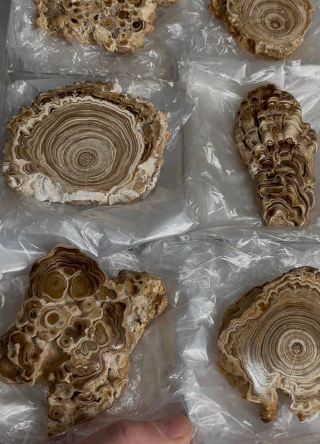 6 Pieces ! Caramel Brown Aragonite Stalactite Lot