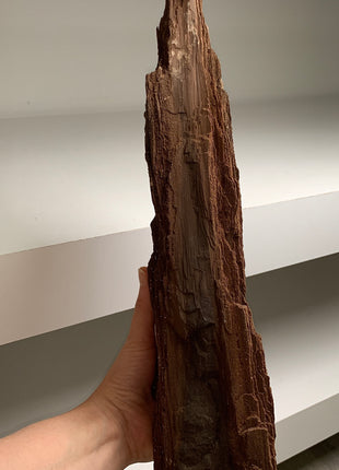 Stunning and Rare Permineralized Fossil Wood with Quartz - From Germany *