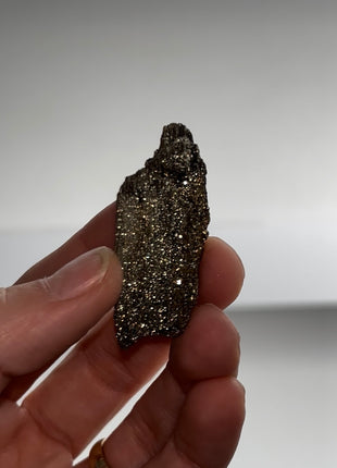 Rare ! Pyritized Petrified Wood