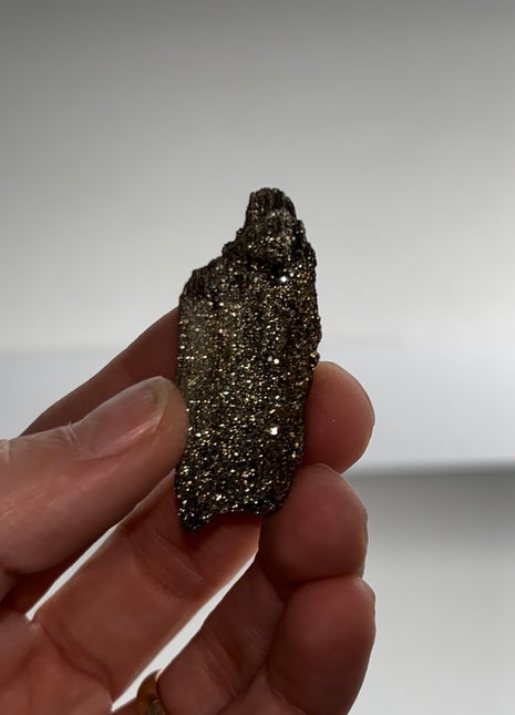 Rare ! Pyritized Petrified Wood