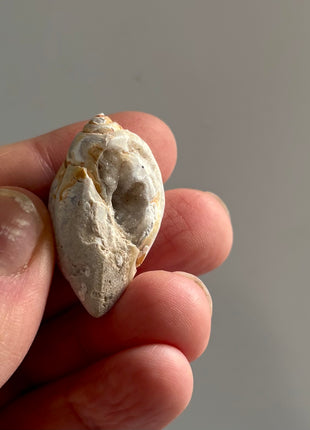 12 Pieces ! Fossilized Spiralite Quartz Shells