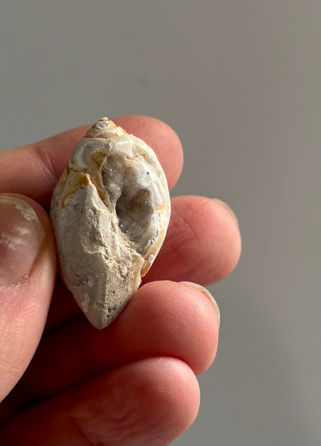 12 Pieces ! Fossilized Spiralite Quartz Shells