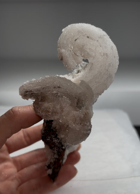 Magical ! Rams Horn Selenite on Matrix