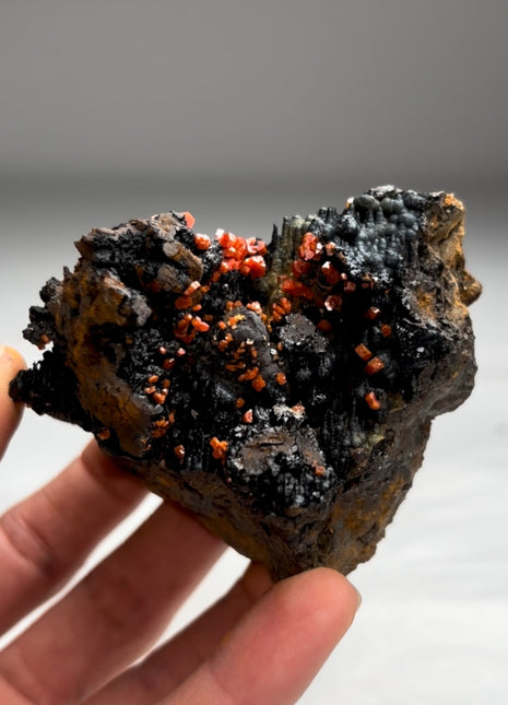 New Arrival ! Black Goethite with Red Vanadinite