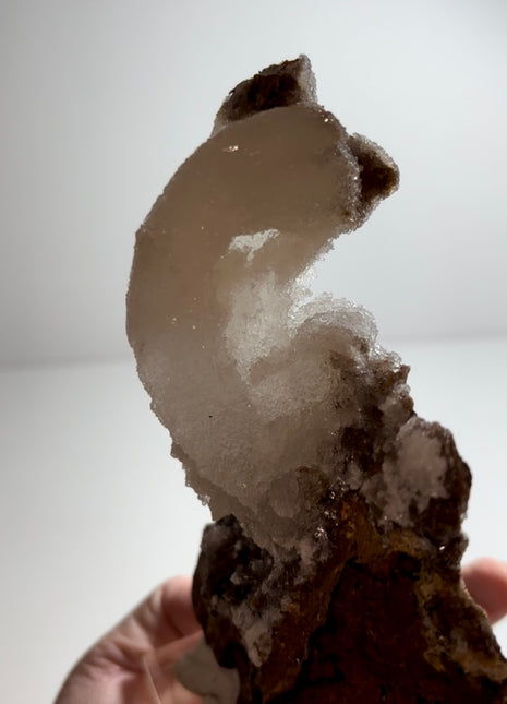Magical ! Rams Horn Selenite on Matrix