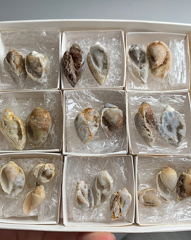 New Arrival ! 21 Pieces Fossilized Spiralite Quartz Shells - Lot # 24