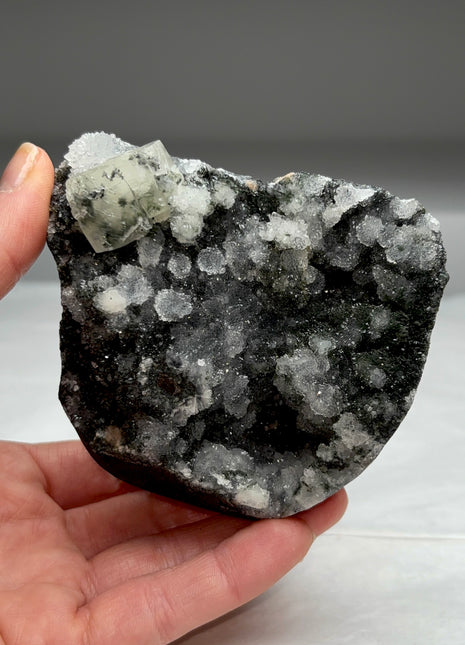 Very High Grade Druzy Black Chalcedony Geode with Apophyllite