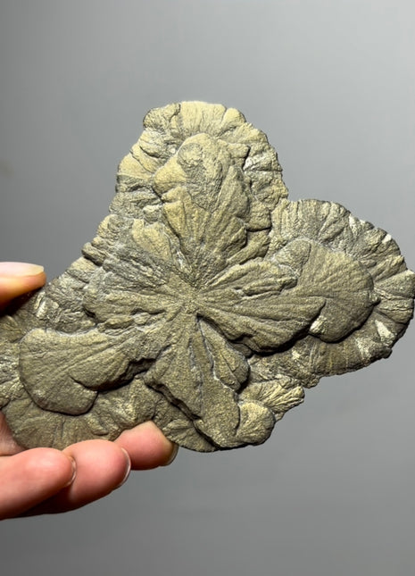Pyrite Sun - From Sparta, Illinois