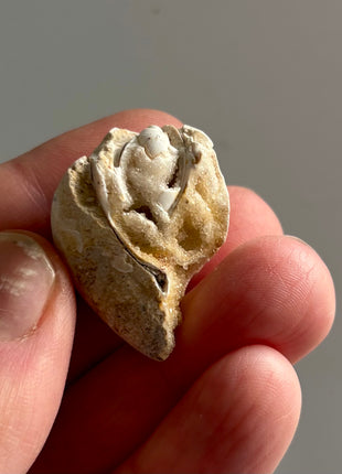 12 Pieces ! Fossilized Spiralite Quartz Shells