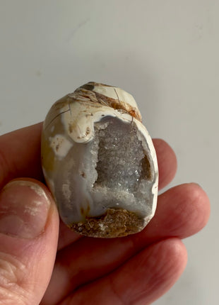 12 Pieces ! Fossilized Spiralite Quartz Shells