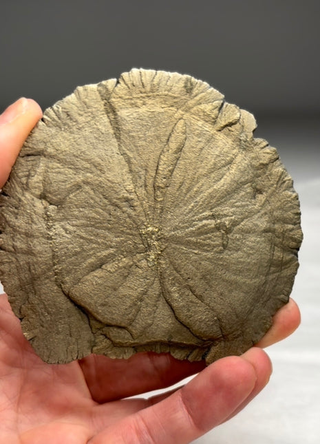 Pyrite Sun - From Sparta, Illinois