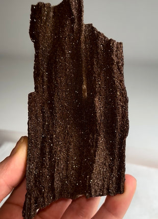 Stunning and Rare Permineralized Fossil Wood with Quartz - From Germany