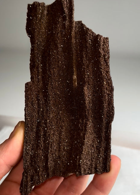 Stunning and Rare Permineralized Fossil Wood with Quartz - From Germany