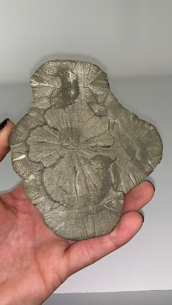 Pyrite Sun - From Sparta, Illinois