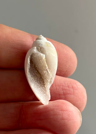 12 Pieces ! Fossilized Spiralite Quartz Shells