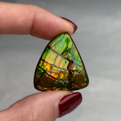 Collection image for: Ammolite
