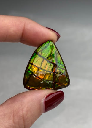 High Grade Ammolite from Alberta, Canada