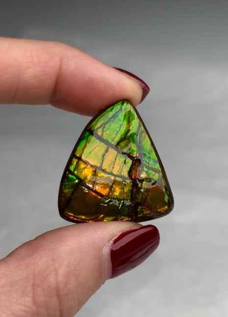 High Grade Ammolite from Alberta, Canada