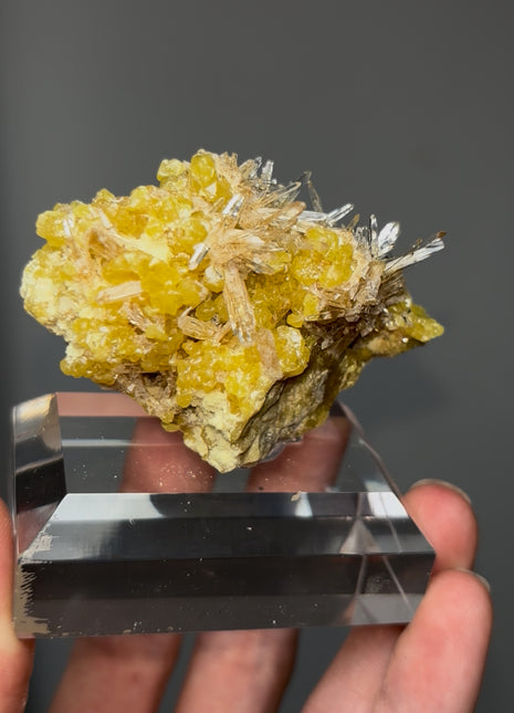 Rare ! Yellow Sulphur with Celestite Collection # 589