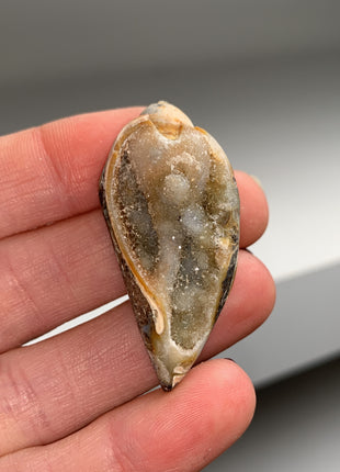 New ! 12 Pieces Fossilized Spiralite Quartz Shells - Lot # 2