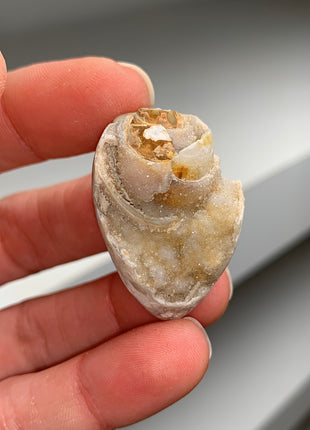 New Arrival ! 12 Pieces Fossilized Spiralite Quartz Shells - Lot # 7