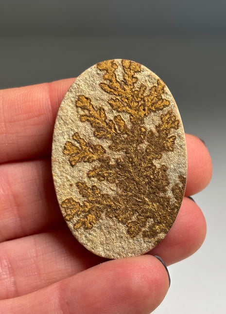 Dendritic Flower on Limestone from Germany