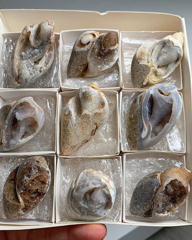 New Arrival ! 9 Pieces Fossilized Spiralite Quartz Shells - Lot # 5