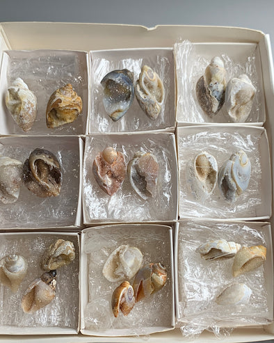 New Arrival ! 21 Pieces Fossilized Spiralite Quartz Shells - Lot # 20