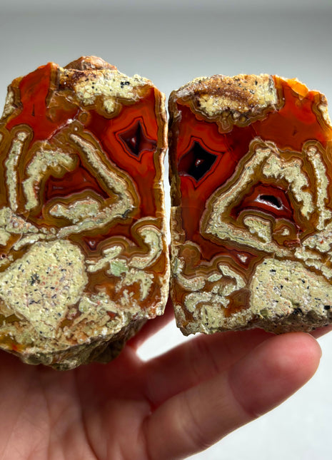 Rare ! Black Sea Agate Pair