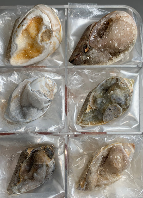 New Arrival ! 6 Pieces Fossilized Spiralite Quartz Shells - Lot # 4