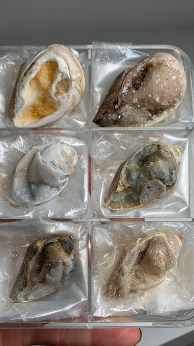 New Arrival ! 6 Pieces Fossilized Spiralite Quartz Shells - Lot # 4