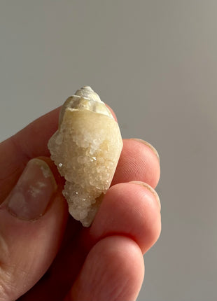 12 Pieces ! Fossilized Spiralite Quartz Shells