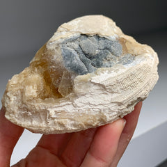 Collection image for: Clam Fossil with Golden Calcite