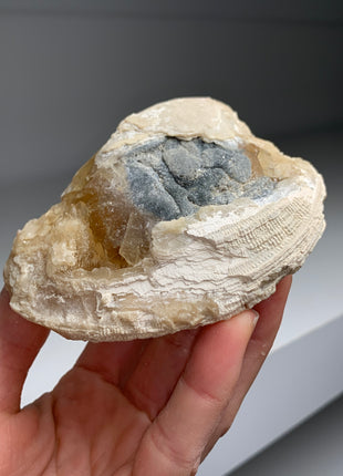 Clam Fossil with Golden Calcite - Ruck’s Pit, Florida