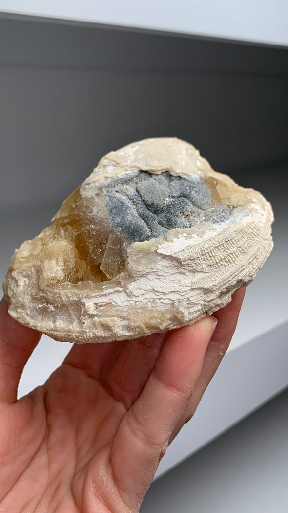 Clam Fossil with Golden Calcite - Rock’s Pit, Florida